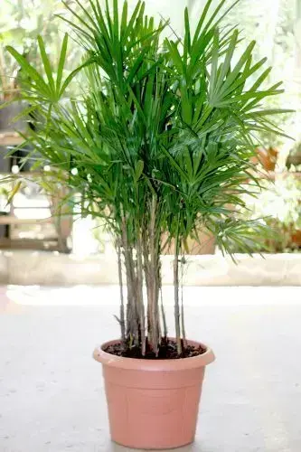 palmeira ráfia - palmeira ráfia em vaso de plastico 