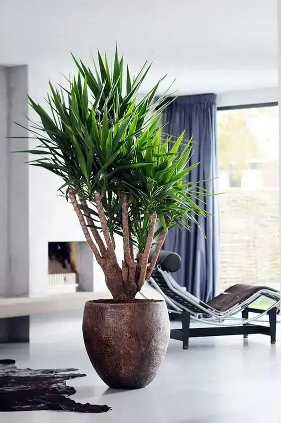 palmeira ráfia - palmeira ráfia em vaso marrom