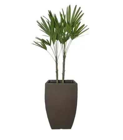 palmeira ráfia - palmeira ráfia em vaso marrom