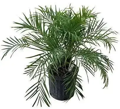 palmeira ráfia - palmeira ráfia em vaso preto