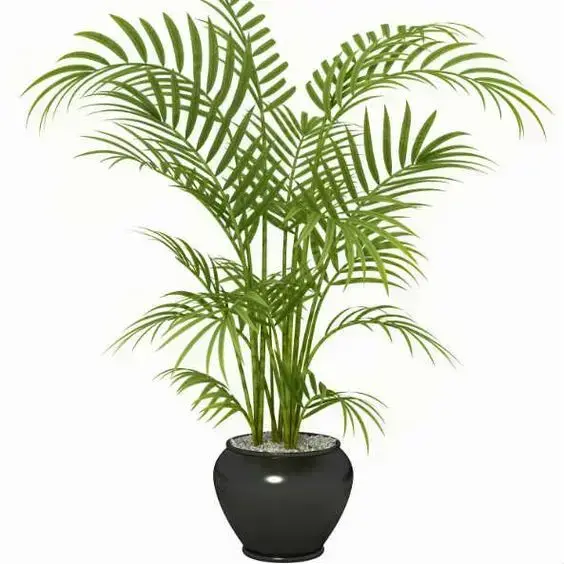 palmeira ráfia - palmeira ráfia em vaso preto circular 