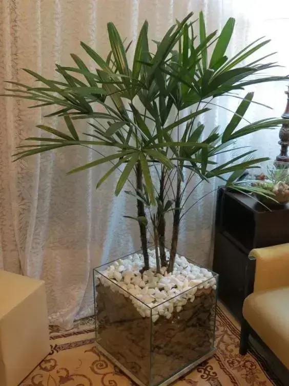 palmeira ráfia - palmeira ráfia em vaso quadrado de vidro 