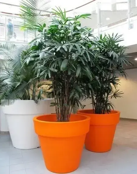 palmeira ráfia - palmeira ráfia em vasos laranjas 