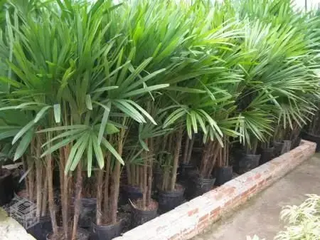 palmeira ráfia - palmeira ráfias em jardim