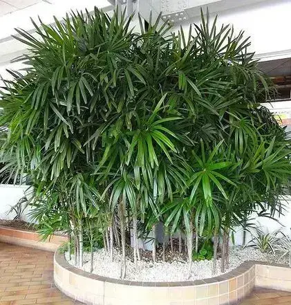 palmeira ráfia - área externa com palmeira ráfia