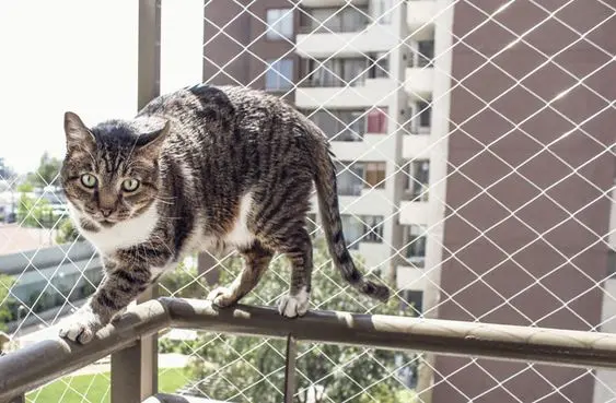 redes de proteção - gato em sacada protegida com rede