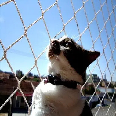 redes de proteção - gato em varanda com rede de proteção