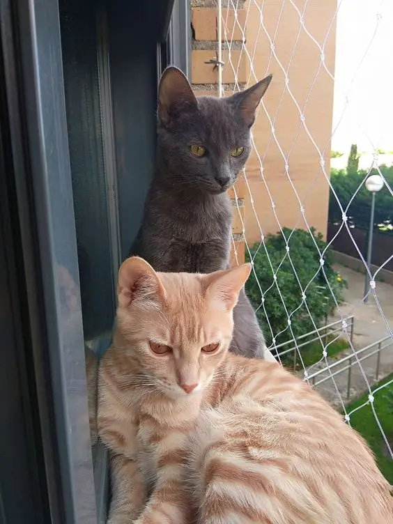 redes de proteção - gatos em frente a rede de proteção
