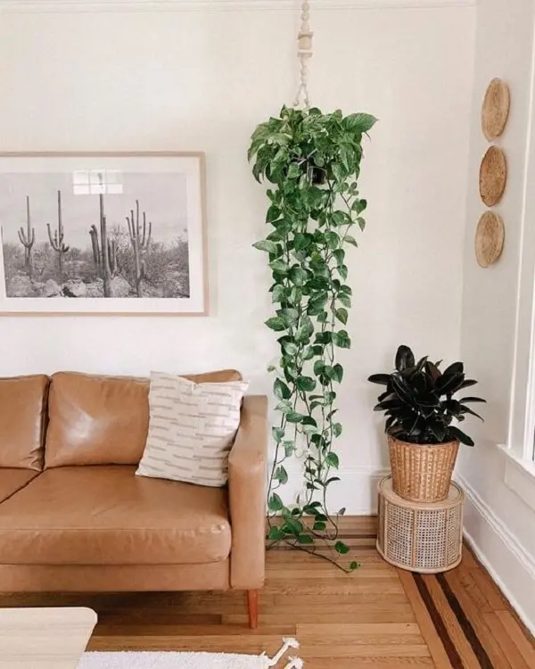 As Jiboias são exemplos de plantas para apartamento