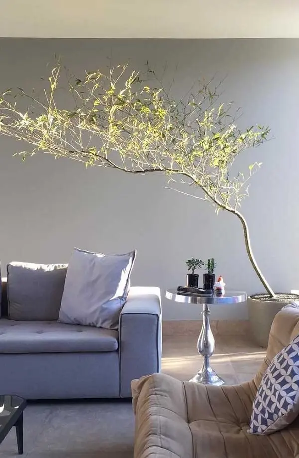 O Bambu Mossô é uma das plantas para apartamento que traz um efeito lindo na decoração
