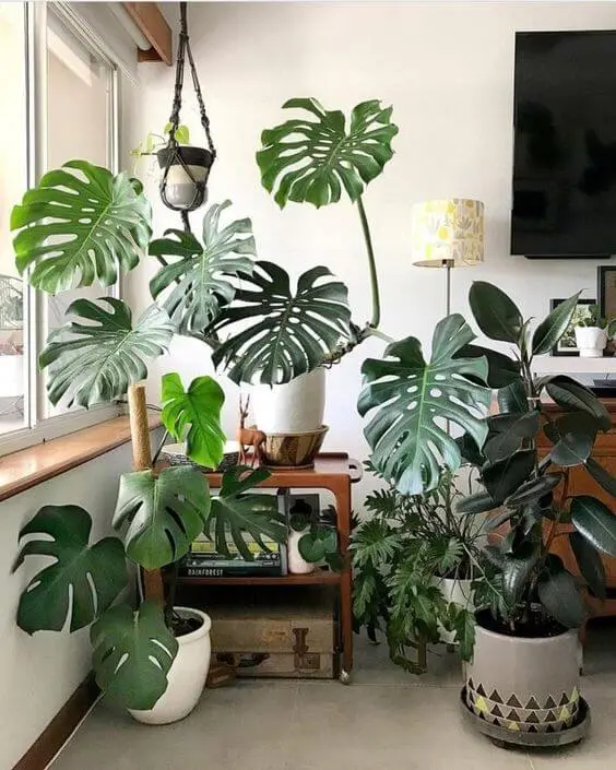costela de adão - casa com vasos de plantas 