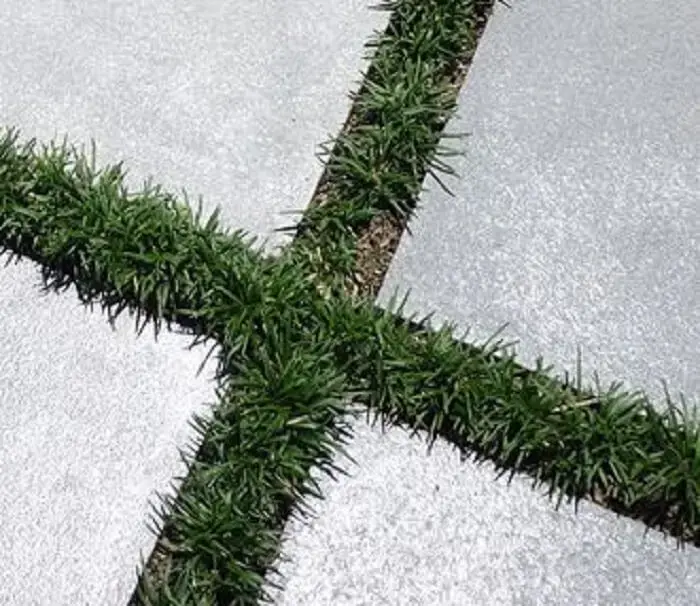A grama preta anã pode preencher espaços entre placas de concreto
