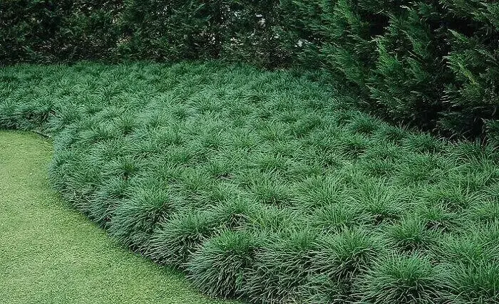 A grama preta compõem a jardinagem desse quintal. Fonte: Pinterest