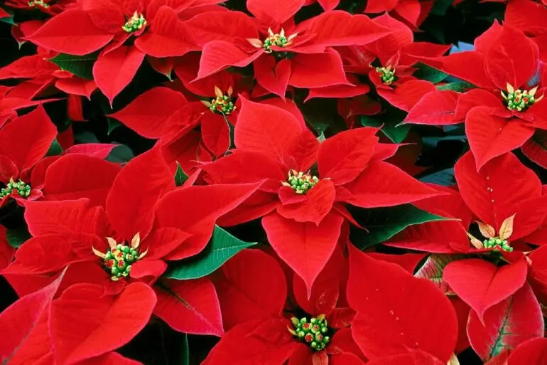 O vermelho da flor de natal é intenso e tem um grande apelo decorativo