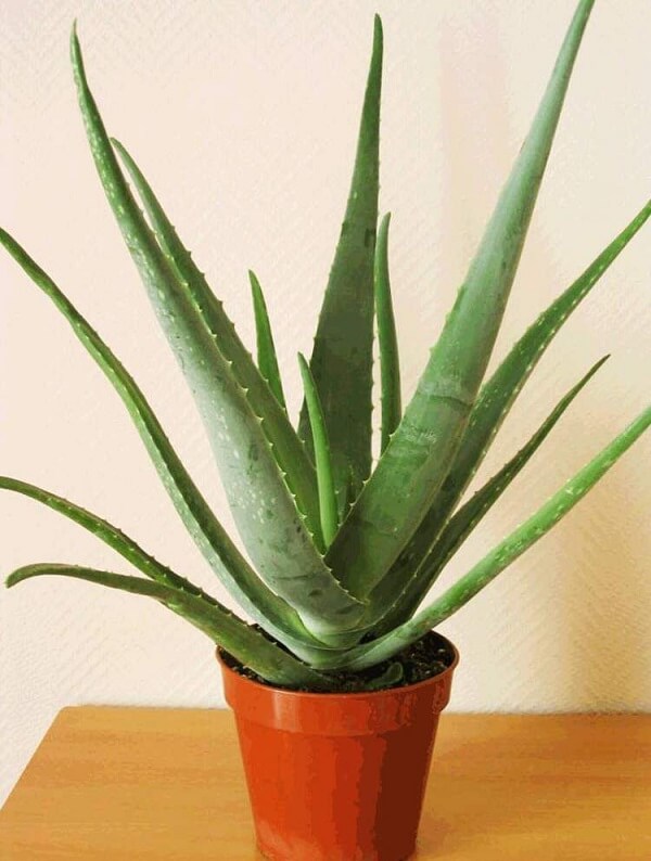 A Aloe Vera é uma planta que purifica o ambiente