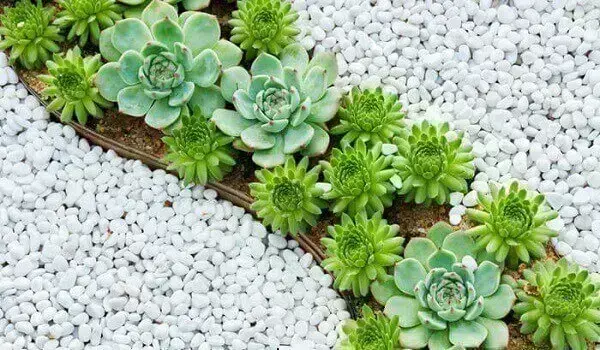 Jardim de suculentas e pedras brancas realçam a cor de cada flor