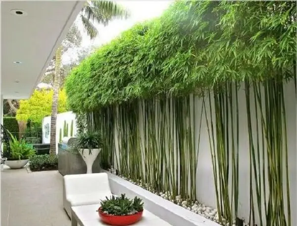 Cerca viva de bambu encantam a decoração do espaço