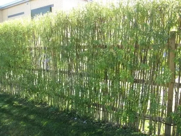 Cerca viva de bambu plantada para delimitar a área do terreno