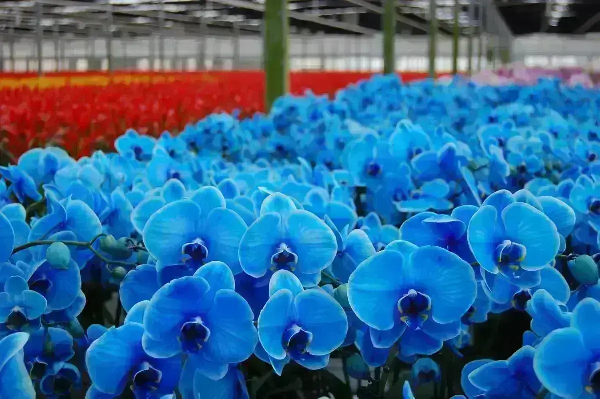 Jardim com orquídeas azuis Foto Serenata Flowers