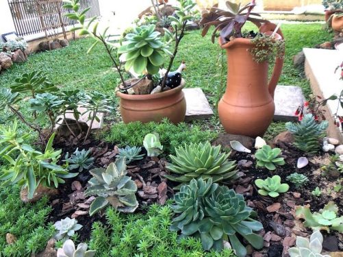 Dicas de como fazer jardim de suculentas. Fonte: Pinterest