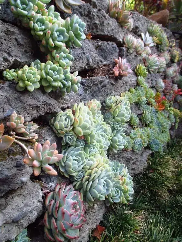 O jardim de suculentas e pedras encanta a decoração do ambiente