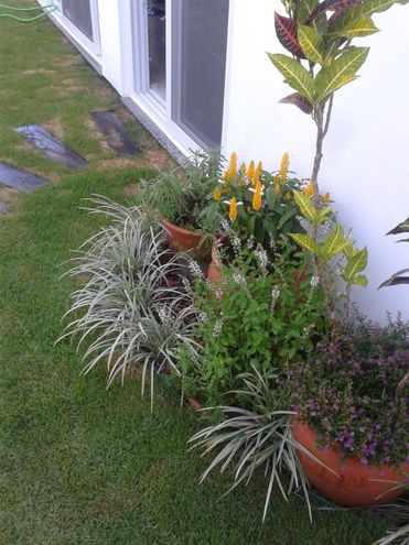 jardim residencial - plantas no jardim