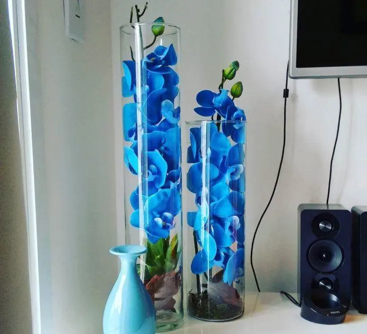 Orquídea Azul: +40 Lindos Exemplos de Como Inseri-la Em Seu Jardim