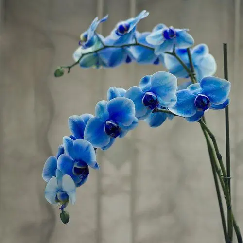 Orquídea Azul: +40 Lindos Exemplos de Como Inseri-la Em Seu Jardim