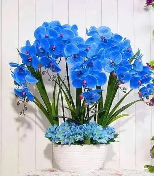 orquídea azul - arranjo com orquídeas e outras plantas 