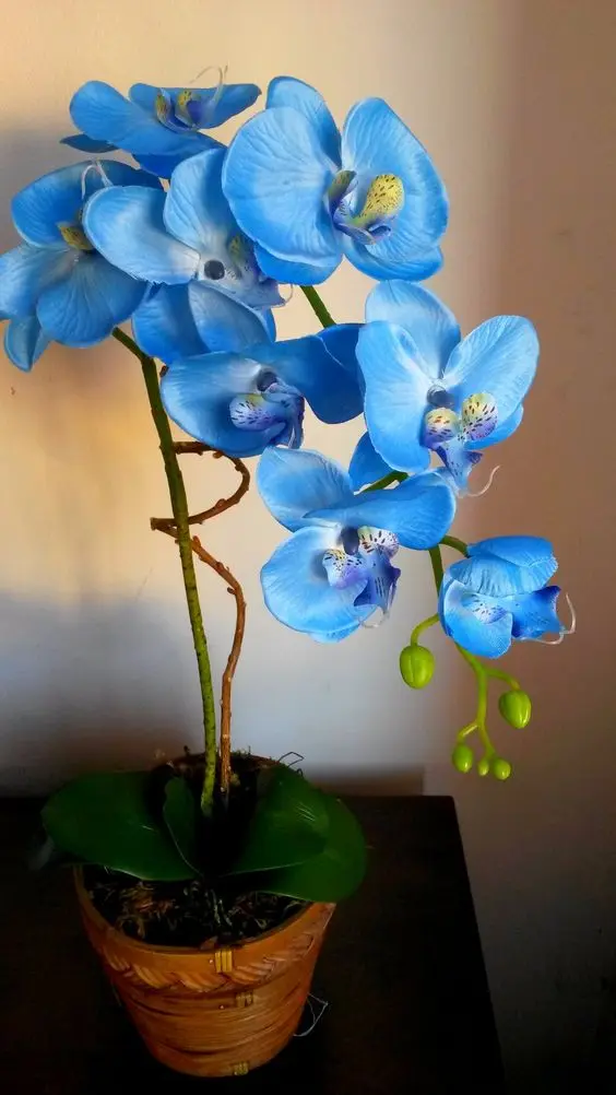 orquídea azul - arranjo com pequenas orquídeas azuis 