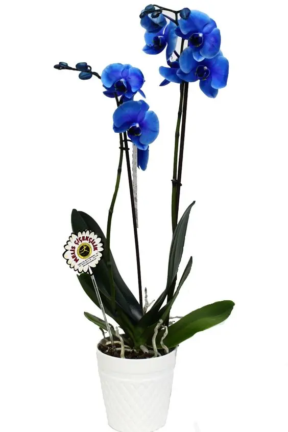 orquídea azul - arranjo de orquídea azul em vaso branco 
