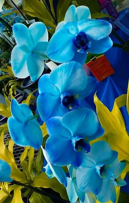 orquídea azul - arranjo de orquídeas simples 