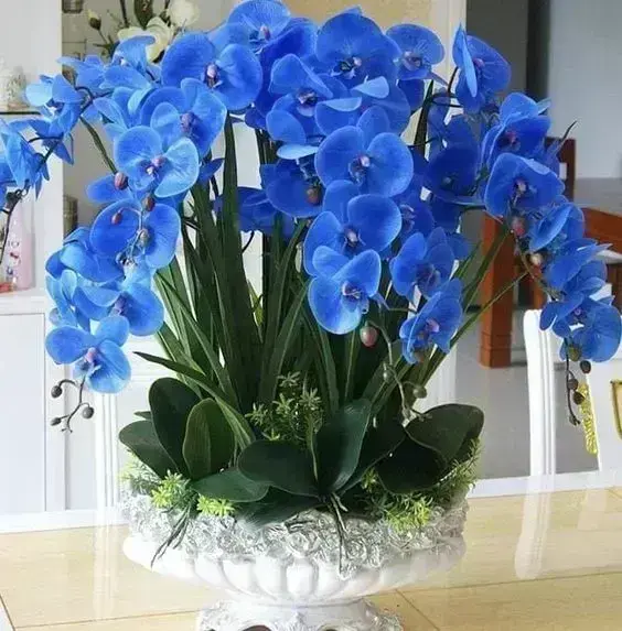 orquídea azul - arranjo grande com orquídea azul 