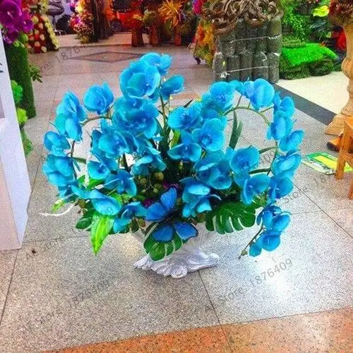 orquídea azul - arranjo grande de orquídea azul 
