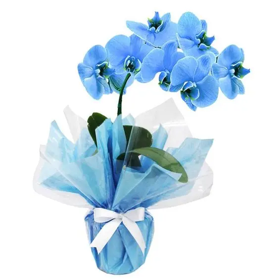 orquídea azul - arranjo pronto de orquídea azul 