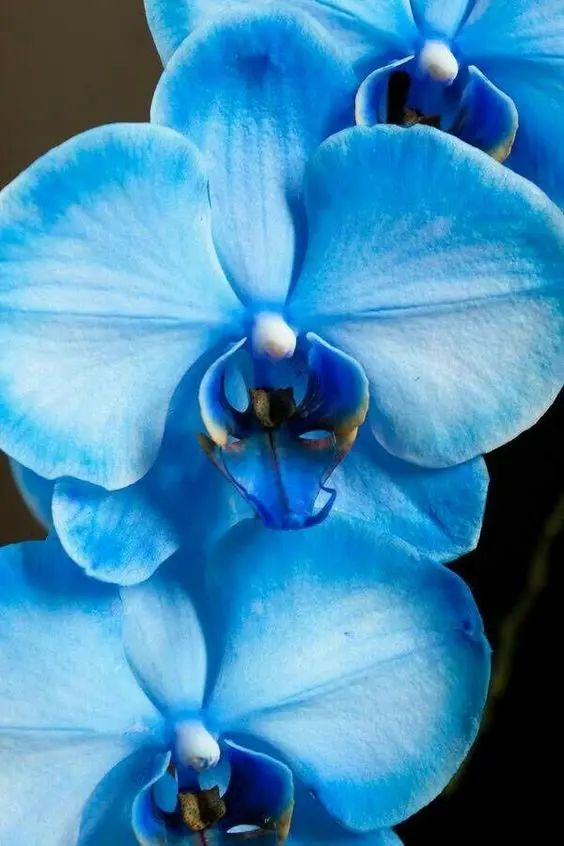 orquídea azul - detalhe de orquídea azul 