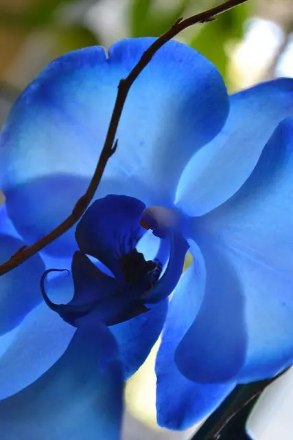 orquídea azul - detalhe de parte de dentro de orquídea azul 