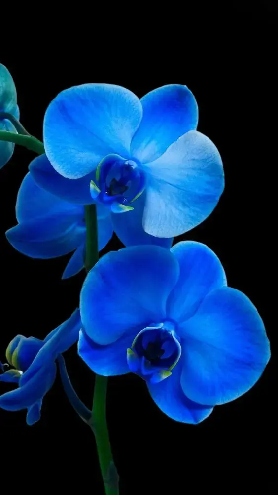 orquídea azul - detalhe interno de orquídeas azuis