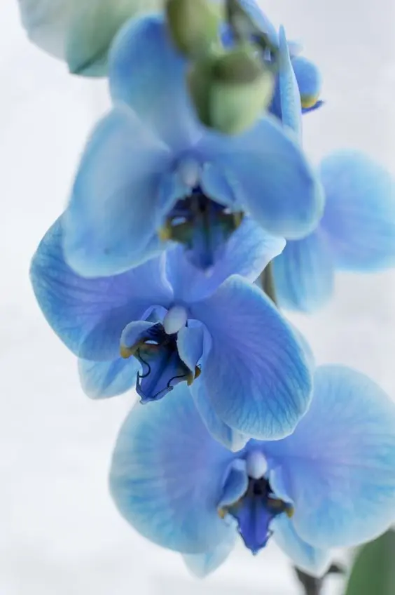 orquídea azul - detalhes de orquídea azul 