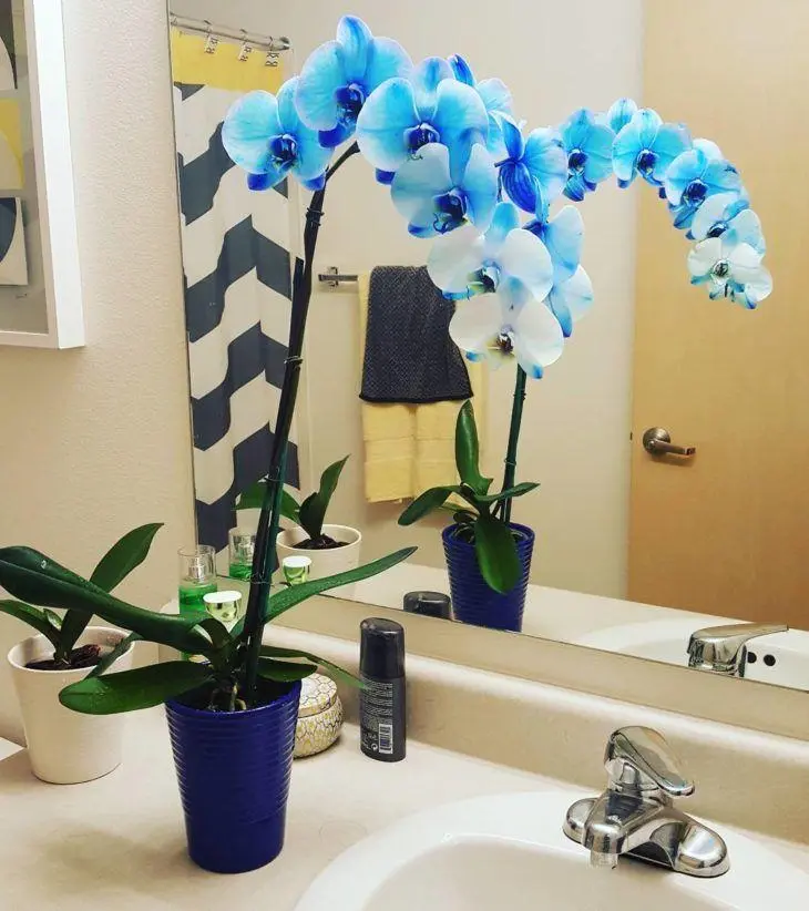 orquídea azul - orquídea azul adulta em banheiro 