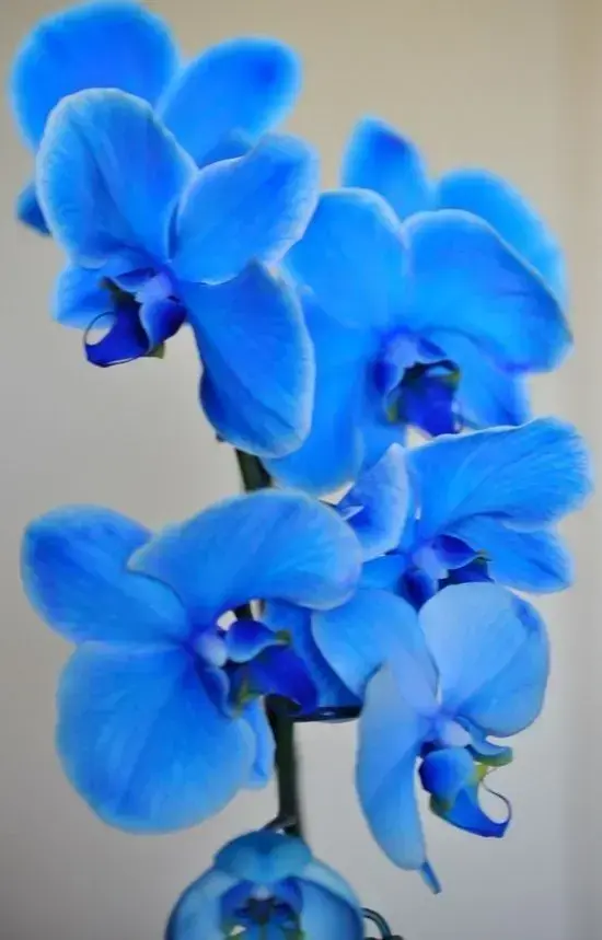 orquídea azul - orquídea azul claro simples 