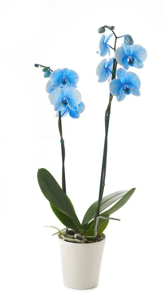 orquídea azul - orquídea azul com poucas folhas 