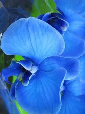 orquídea azul - orquídea azul detalhe 