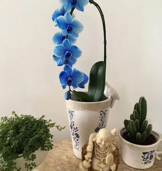 orquídea azul - orquídea azul em mesa com outras plantas 