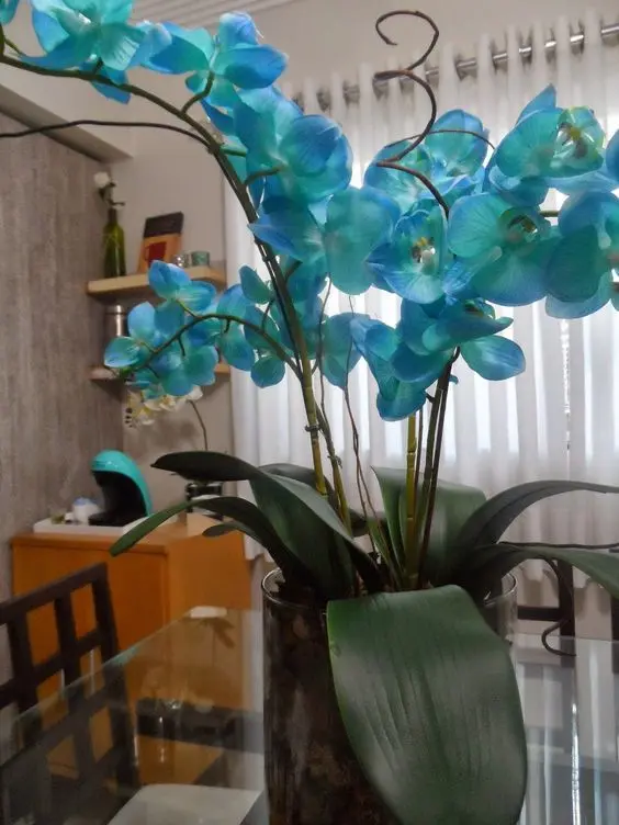 orquídea azul - orquídea azul em mesa de vidro 