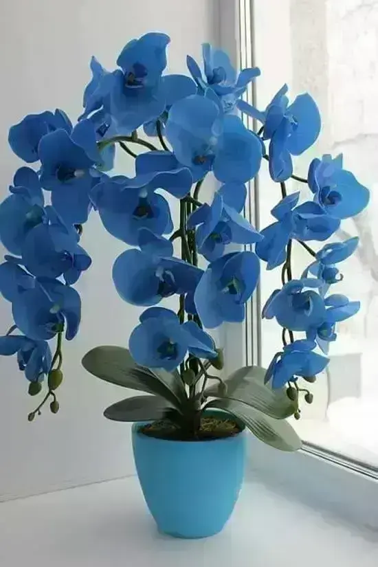 orquídea azul - orquídea azul em vaso também azul 