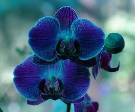 orquídea azul - orquídea azul simples 