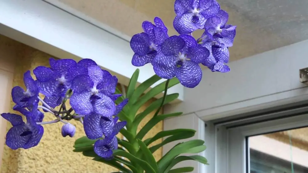 orquídea azul - orquídea vanda azul 