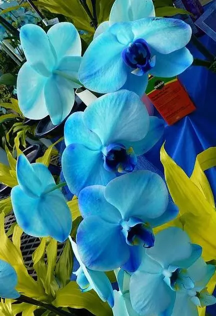 orquídea azul - orquídeas azuis 