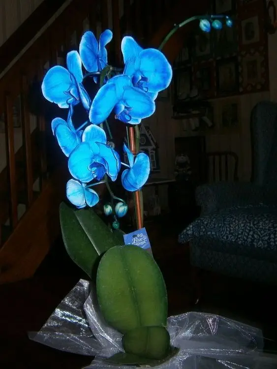 orquídea azul - orquídeas azuis simples 